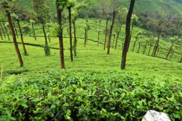 Tea Estates in Munnar