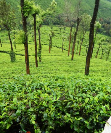 Tea Estates in Munnar