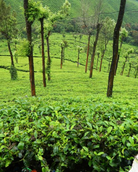 Tea Estates in Munnar