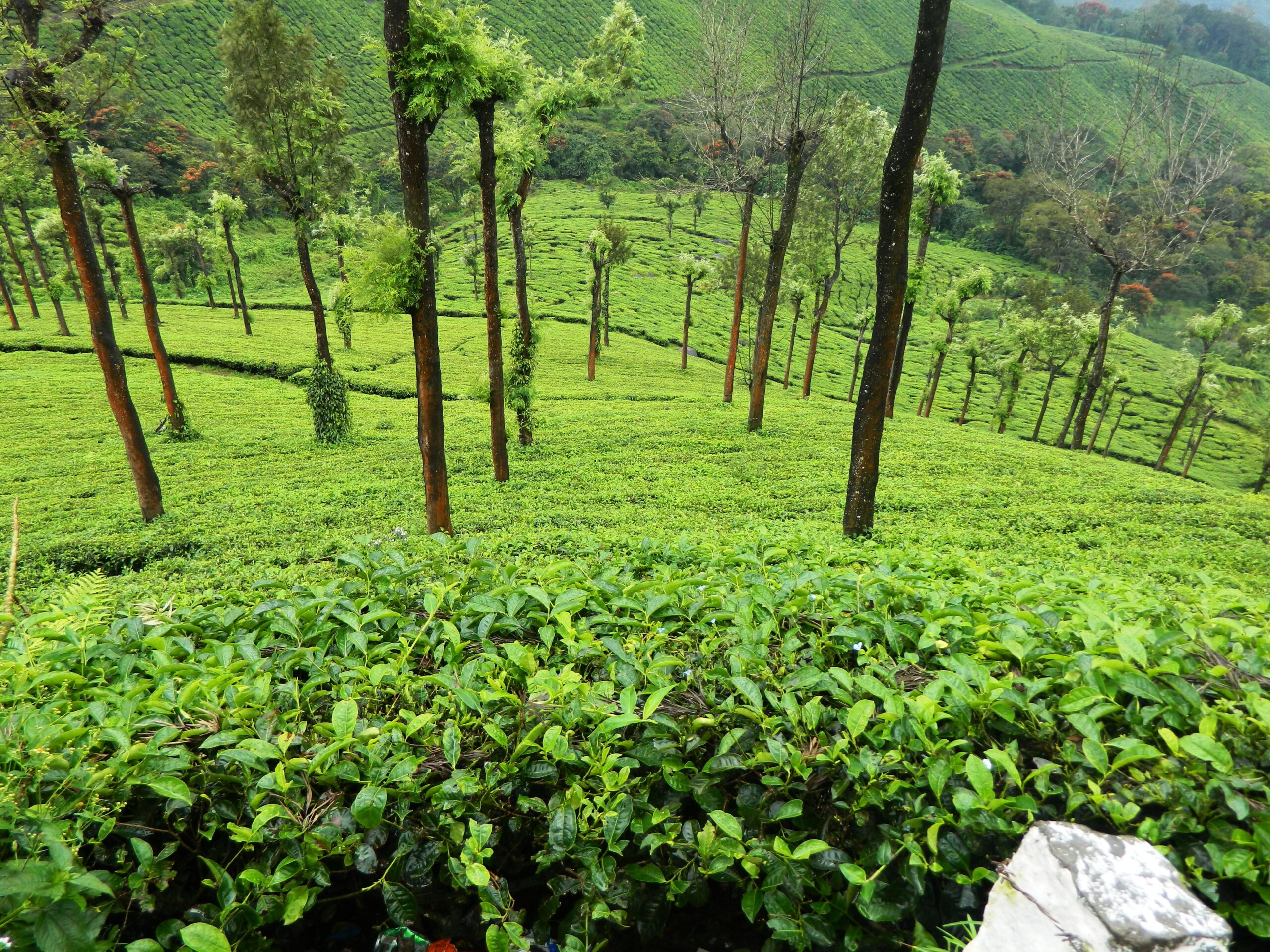 Tea Estates in Munnar